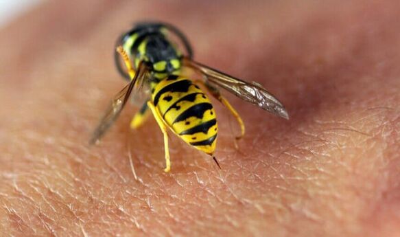 wasp sting para sa pagpadako sa dughan